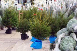 Choisir votre sapin de Noël