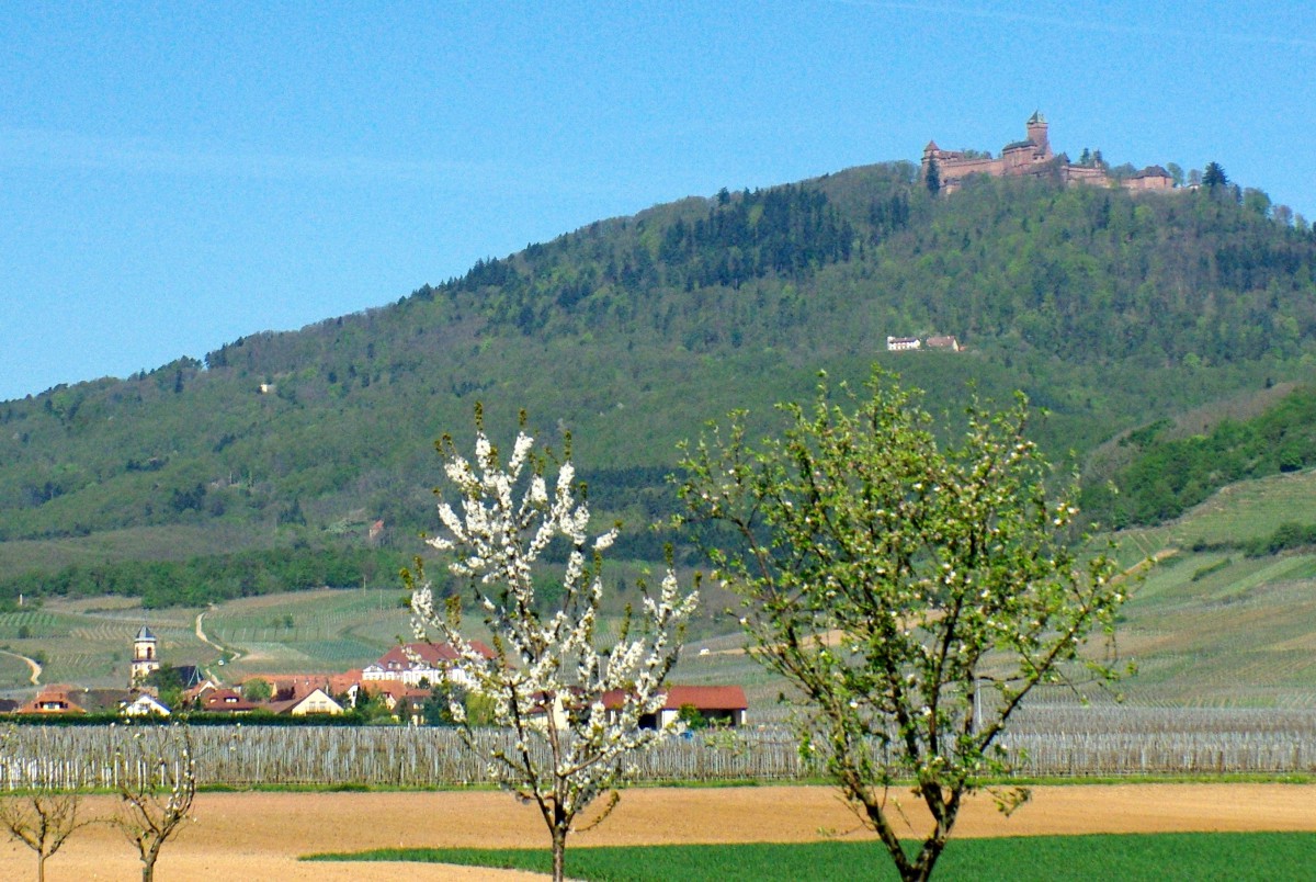 Haut-Kœnigsbourg Alsace
