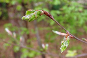 printemps