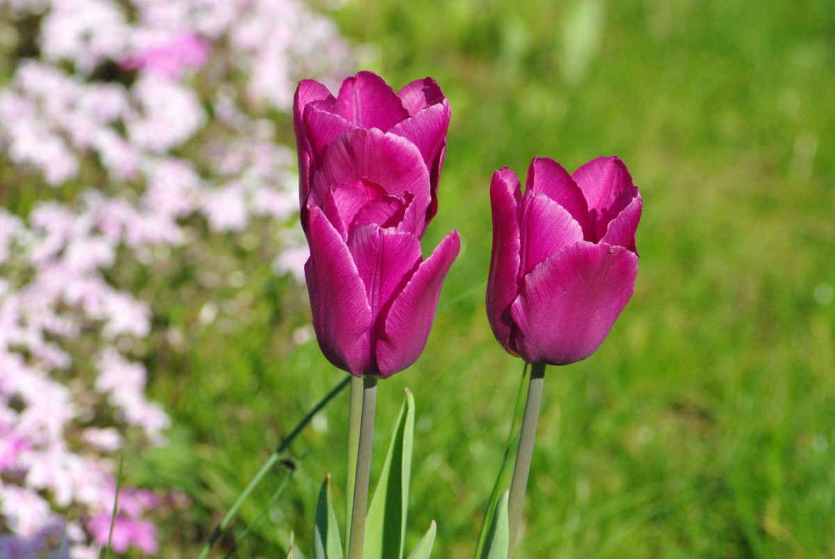 tulipe printemps