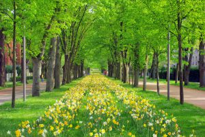 Allée des Bois à Noisiel © French Moments