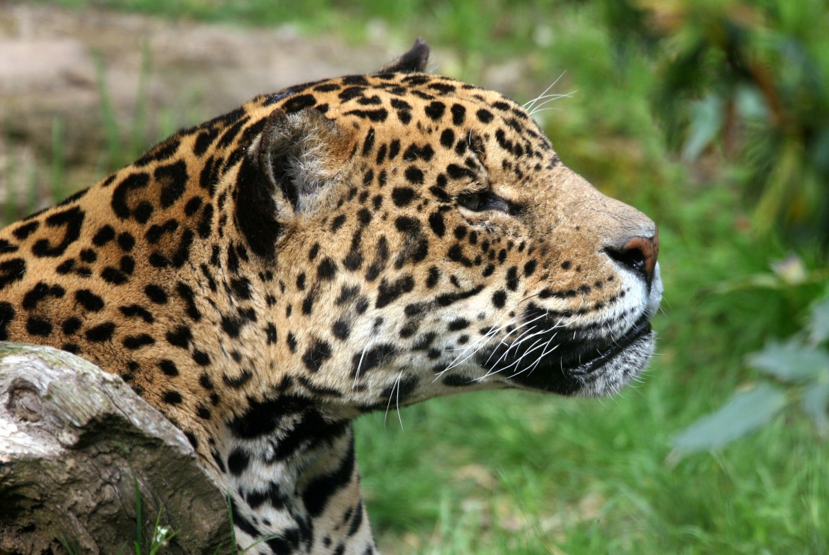 Jaguar Zoo Amneville © Emmanuel FAIVRE - licence [CC BY-SA 3.0] from Wikimedia Commons