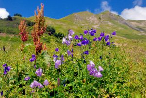 Fleurs alpines © French Moments