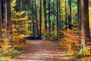 Forêt du Semnoz en automne © French Moments