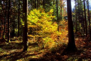Forêt du Semnoz en automne © French Moments
