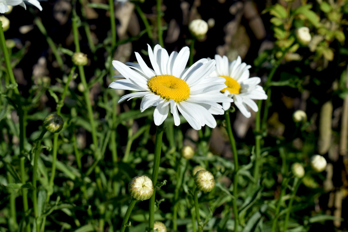 Marguerites © French Moments