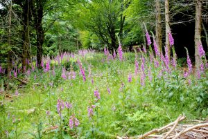 Digitales dans la forêt vosgienne © French Moments