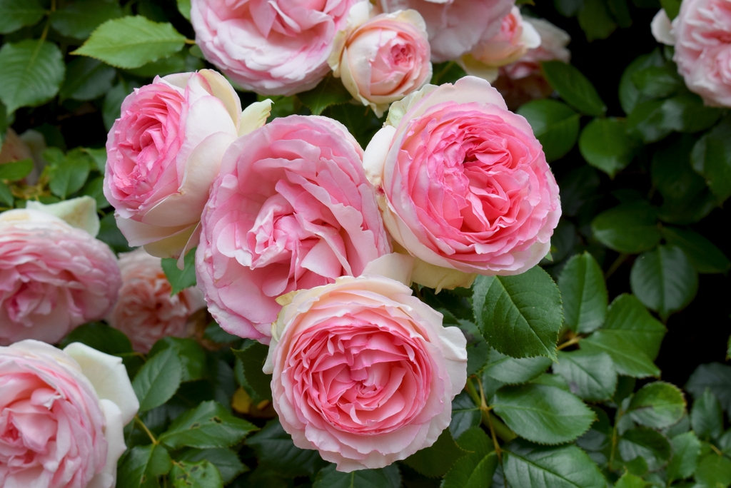 Château de Couches © French Moments