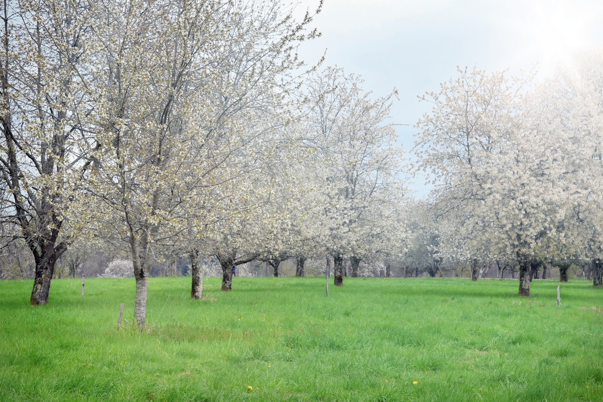 Les cerisiers de Fougerolles en fleurs © French Moments