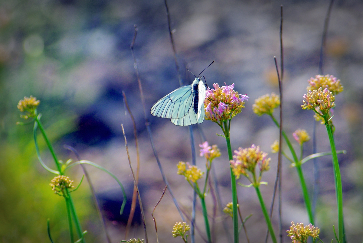 Joli papillon aperçu au Mont de Sène © French Moments
