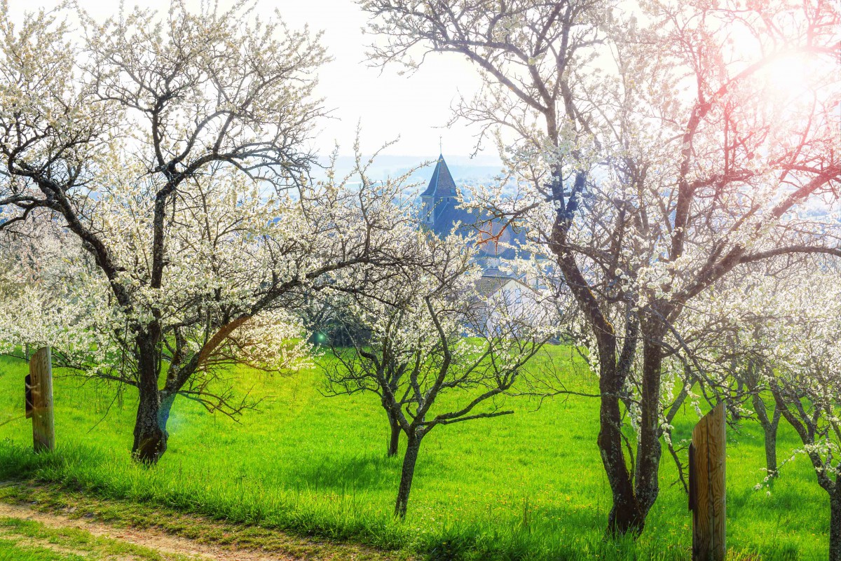 Photos de printemps en Lorraine - Lucey, Toulois © French Moments