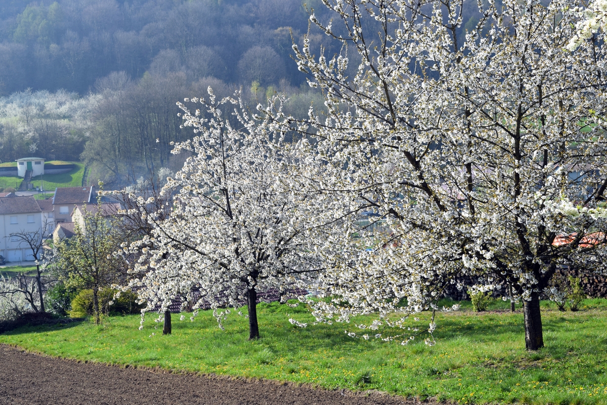 Photos de printemps en Lorraine - Lucey © French Moments