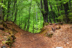 Chemin dans la forêt du roc de Chère © French Moments