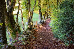 Chemin dans la forêt du roc de Chère © French Moments