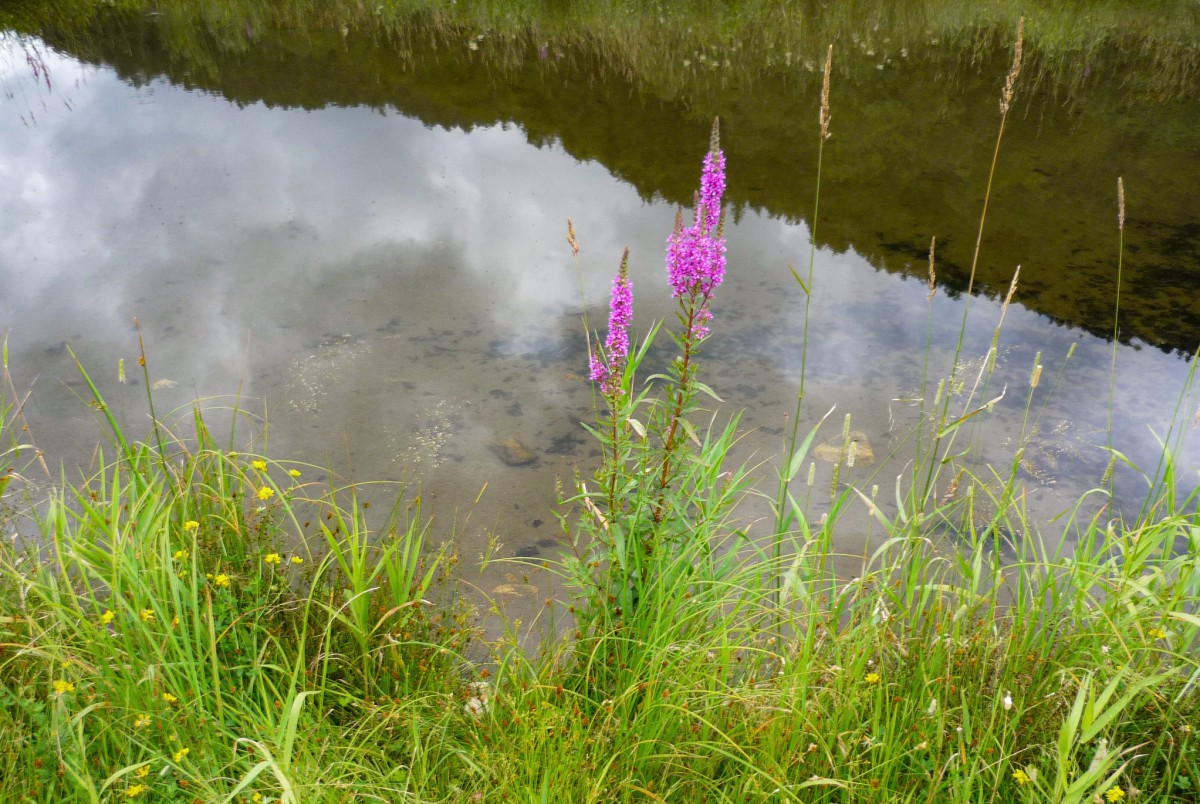 Lac de Kruth 03 © French Moments Dans la vallée de la Thur © French Moments