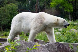 Ours polaire au parc zoologique de Mulhouse © Vassil - licence [CC0] from Wikimedia Commons