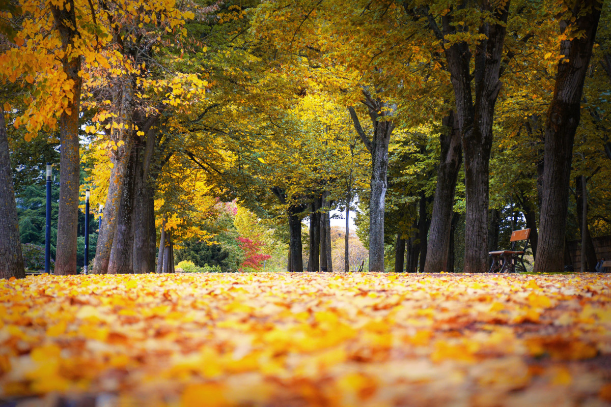 Année 2020 - Automne à Metz © French Moments