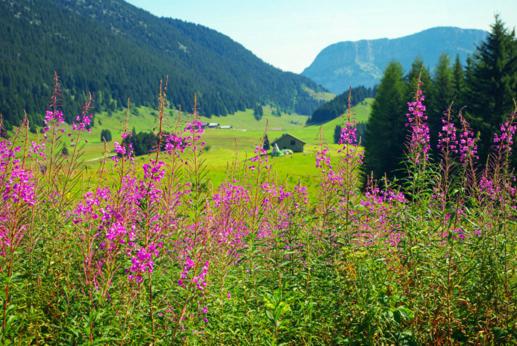 le-plateau-des-gli-res-un-site-naturel-et-historique-mon-grand-est
