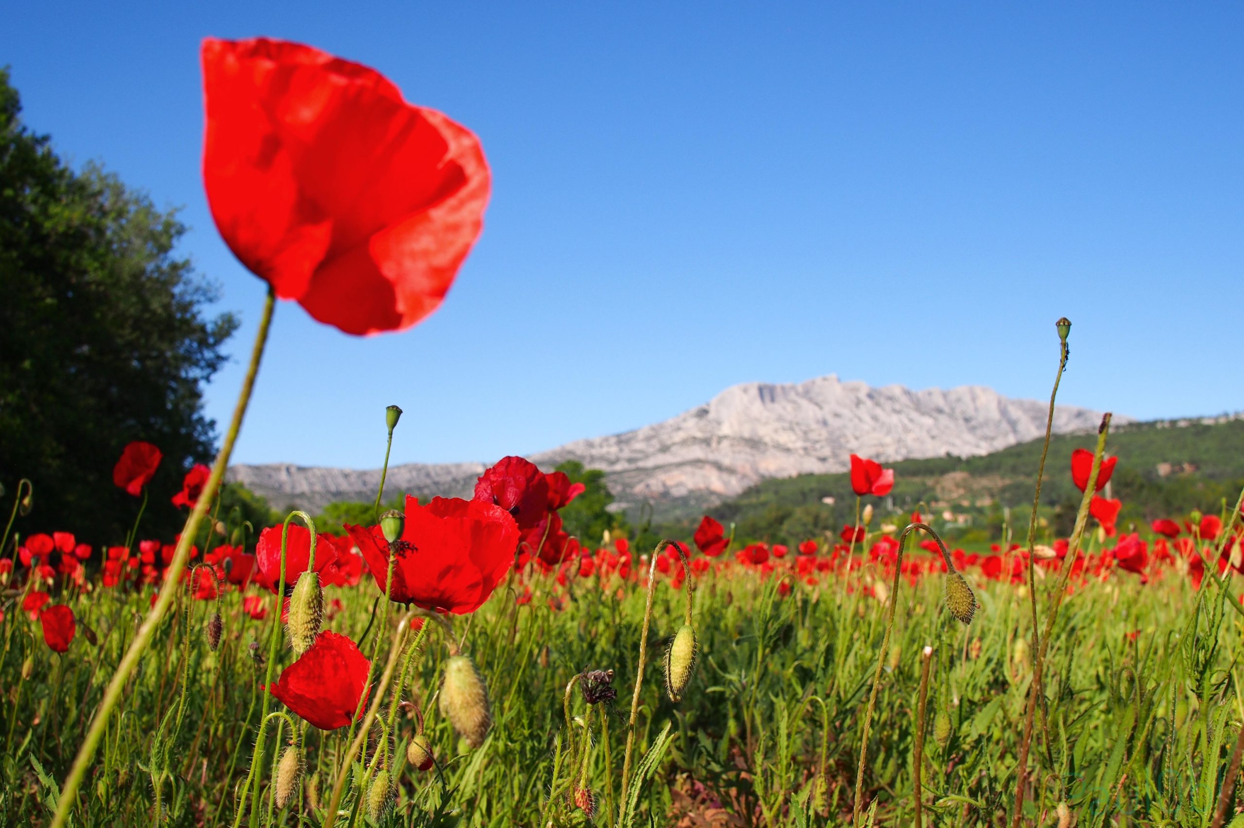 Coquelicot et Montagne Sainte-Victoire © Paul Oublon - licence [CC BY-SA 4.0] from Wikimedia Commons