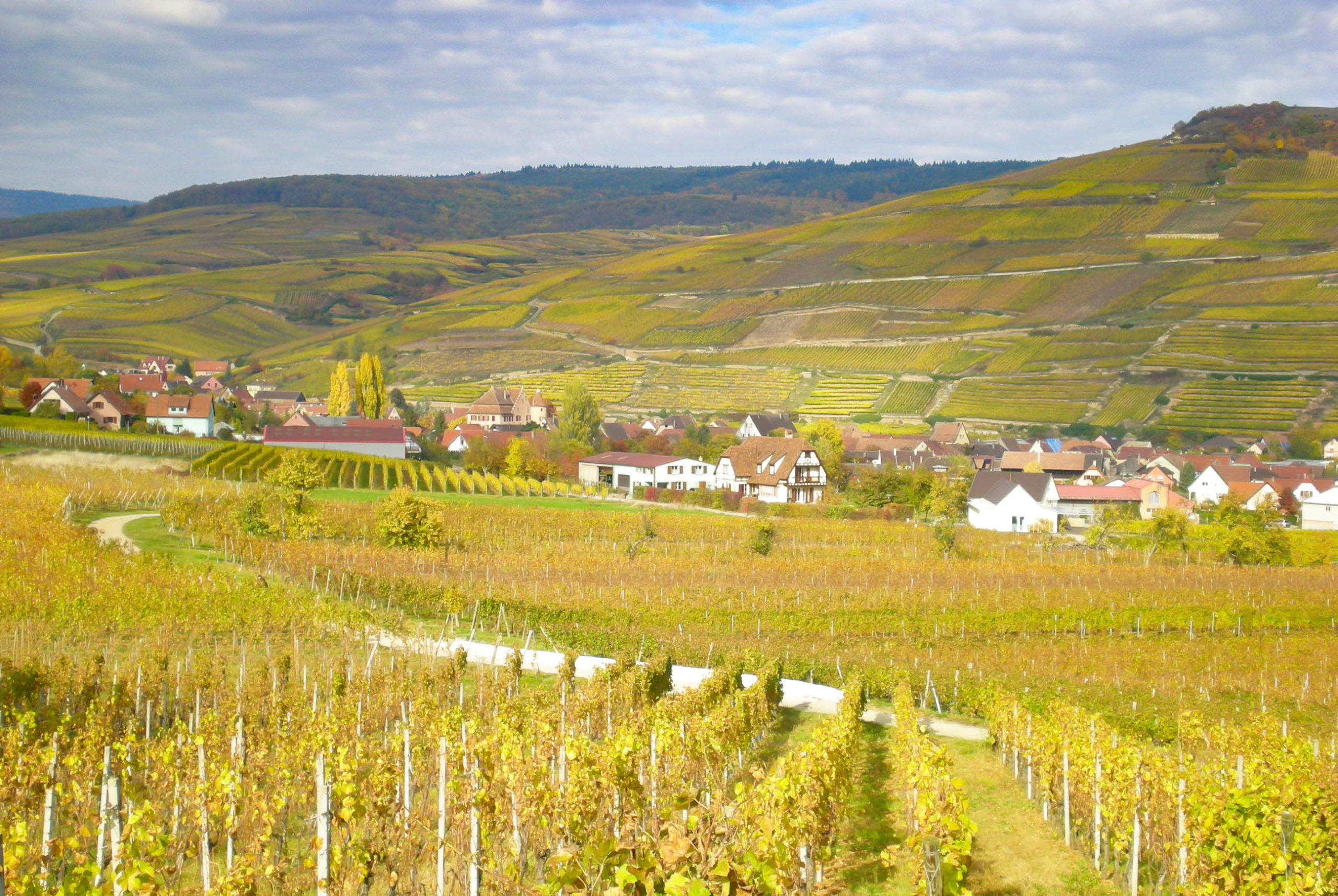 Automne en Alsace Vignoble © French Moments
