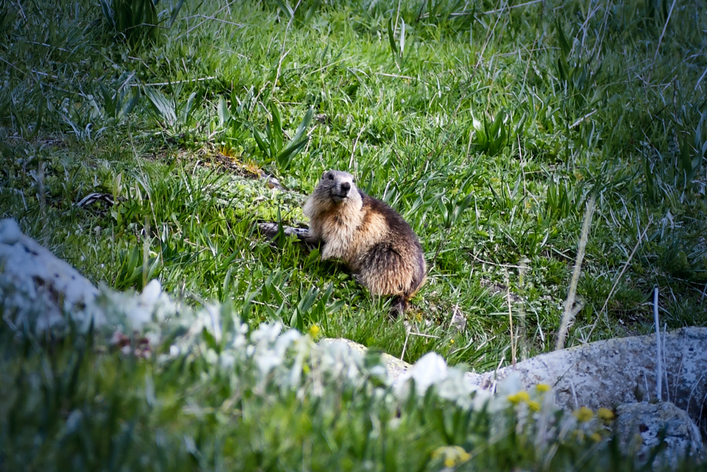 Pays de Savoie - Alpine marmot, Vallon de Foran © French Moments