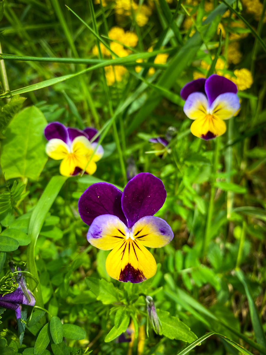 Pansies © French Moments