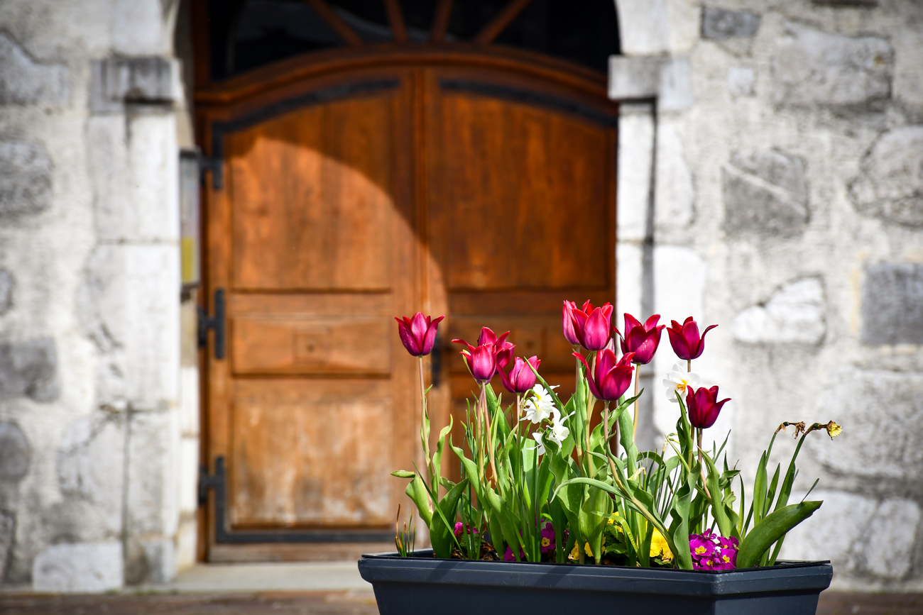 Tulips near the church © French Moments