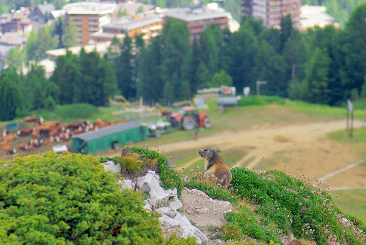 Pays de Savoie - A marmot at La Plagne © French moments