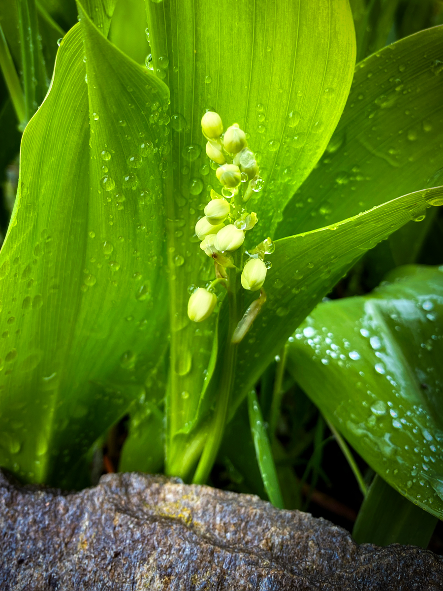 Lily of the Valley © French Moments
