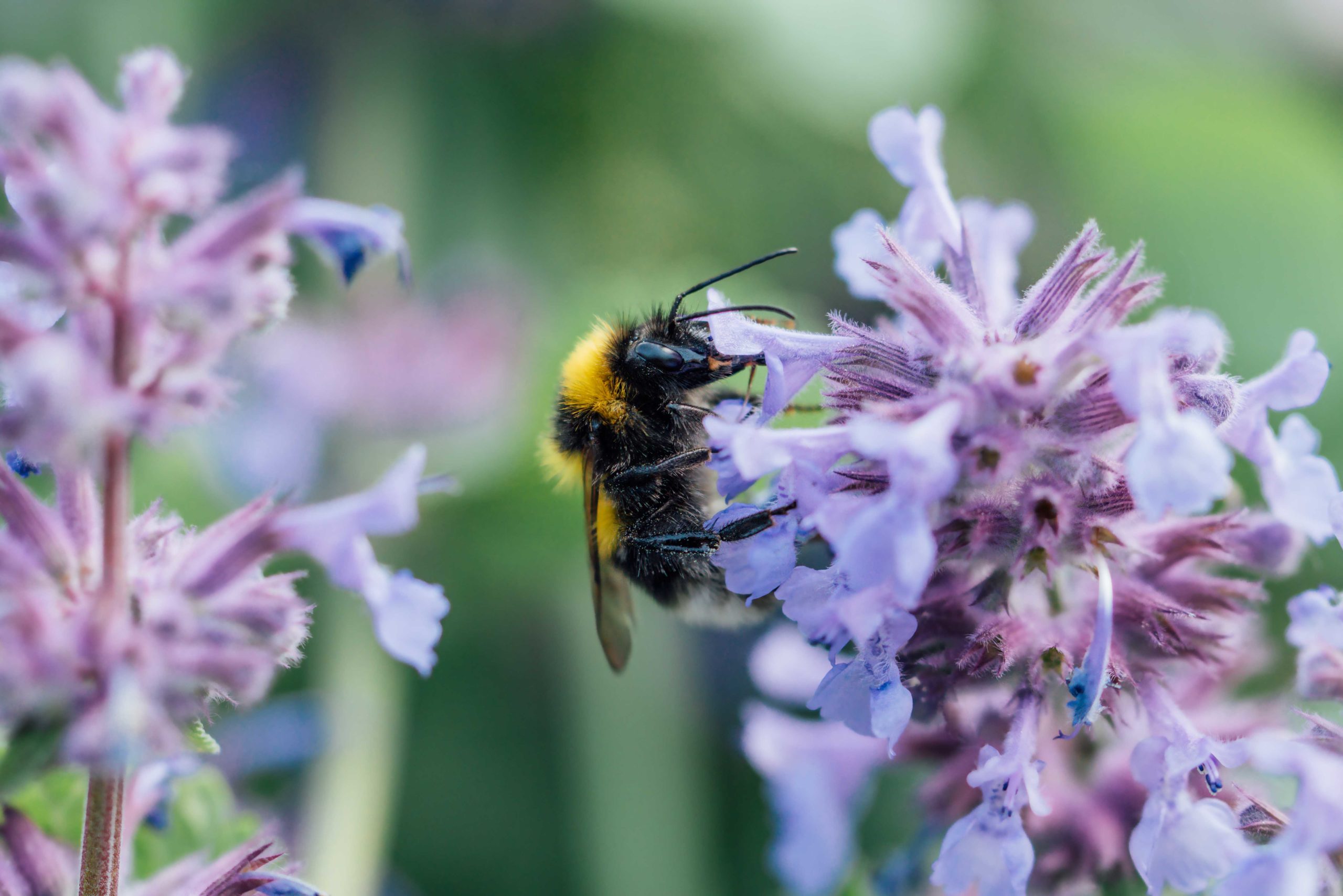 Bee. Photo by serenkonata via Envato Elements