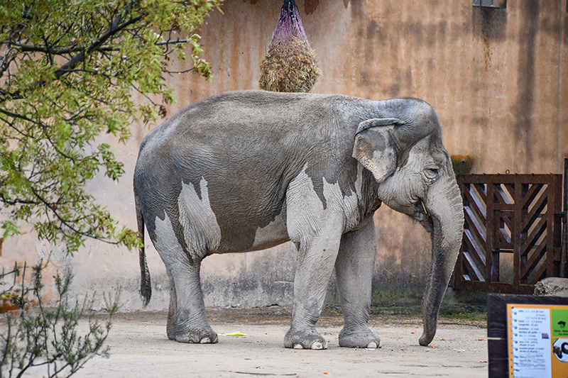 Eléphant d'Asie - Parc animalier de La Barben © French Moments
