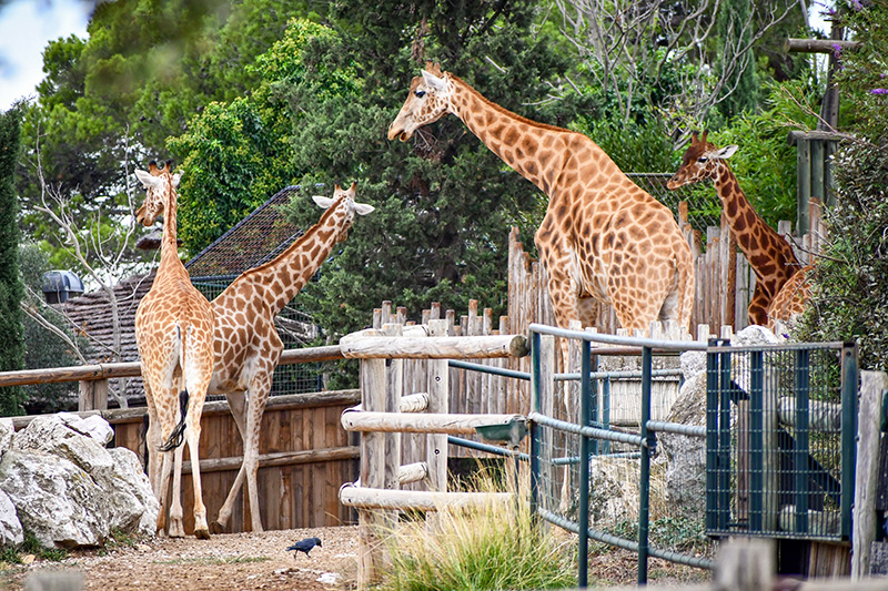 Girafes - Parc animalier de La Barben © French Moments