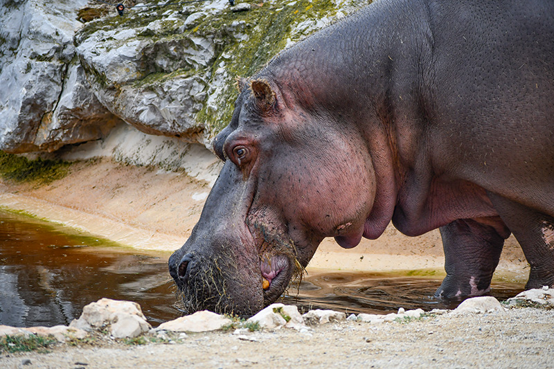 Hippopotame - Parc animalier de La Barben © French Moments