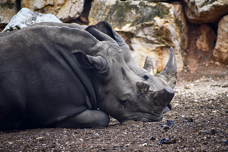 Rhinocéros - La Barben © French Moments