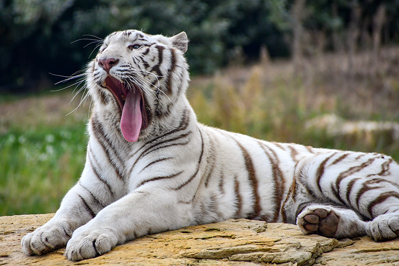 Tigre blanc - La Barben © French Moments