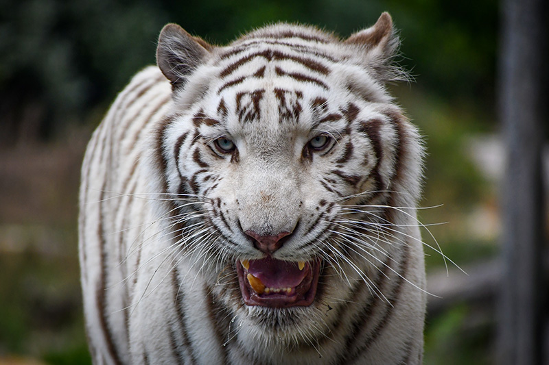 Tigre blanc - La Barben © French Moments