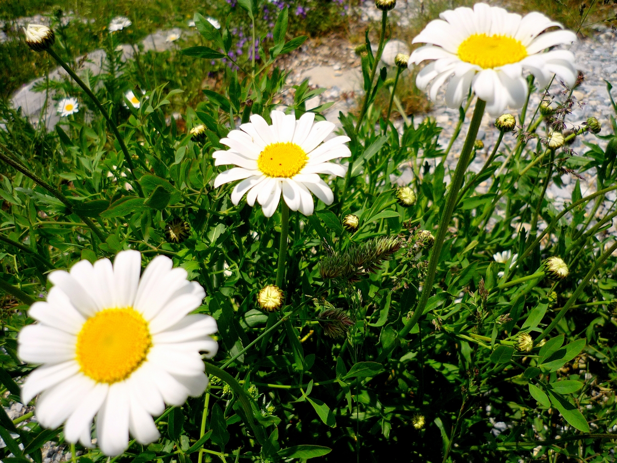 Marguerite © French Moments