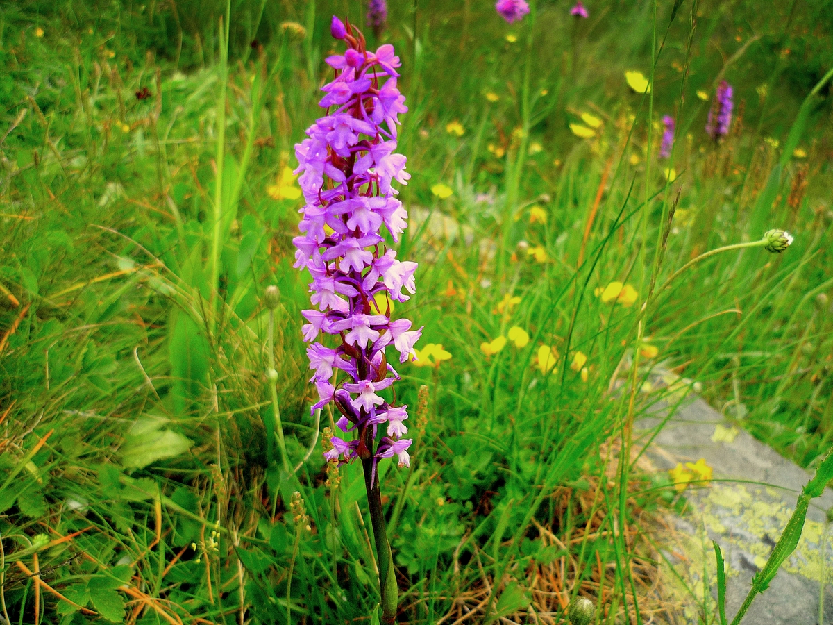 Orchis Brulé © French Moments
