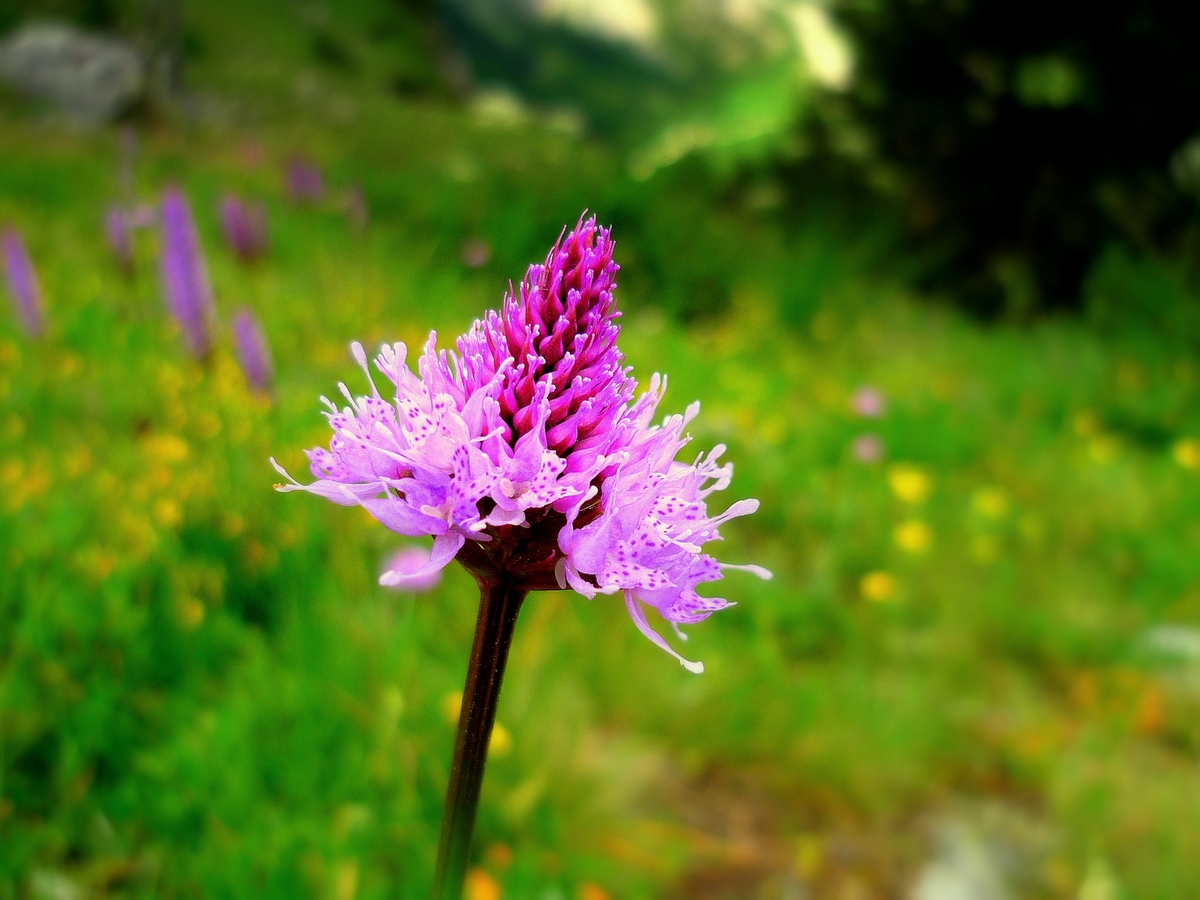 Flore des Alpes en Vanoise © French Moments