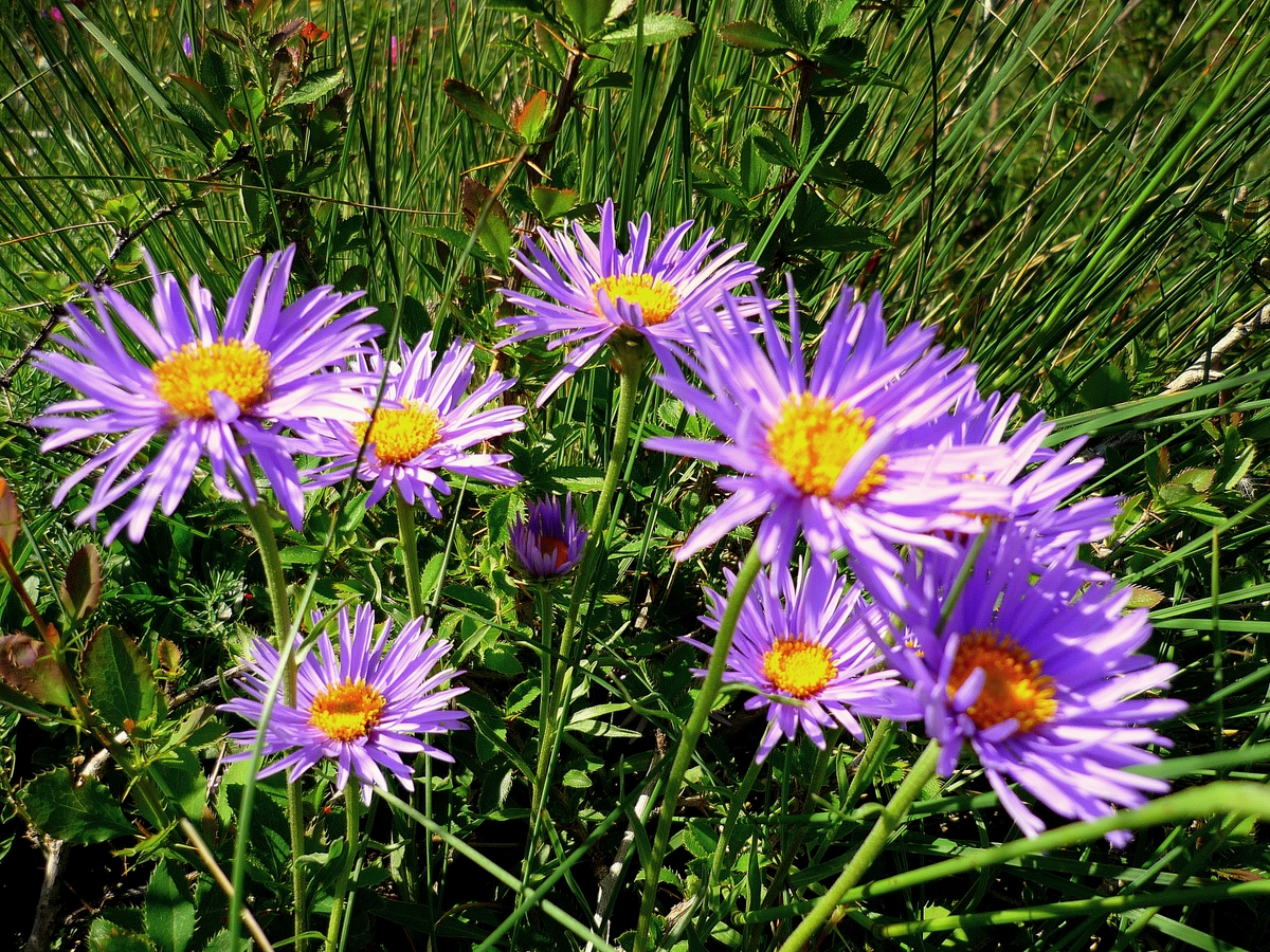 Aster des Alpes © French Moments