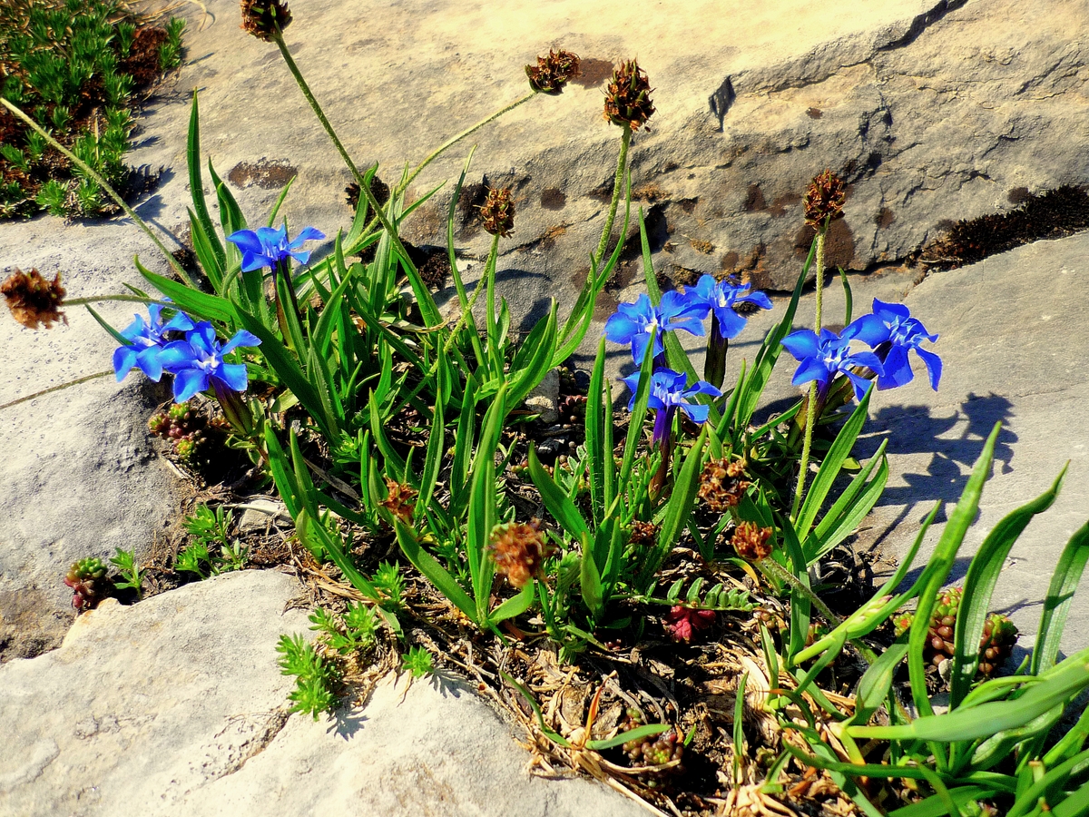 Gentiane bleue © French Moments