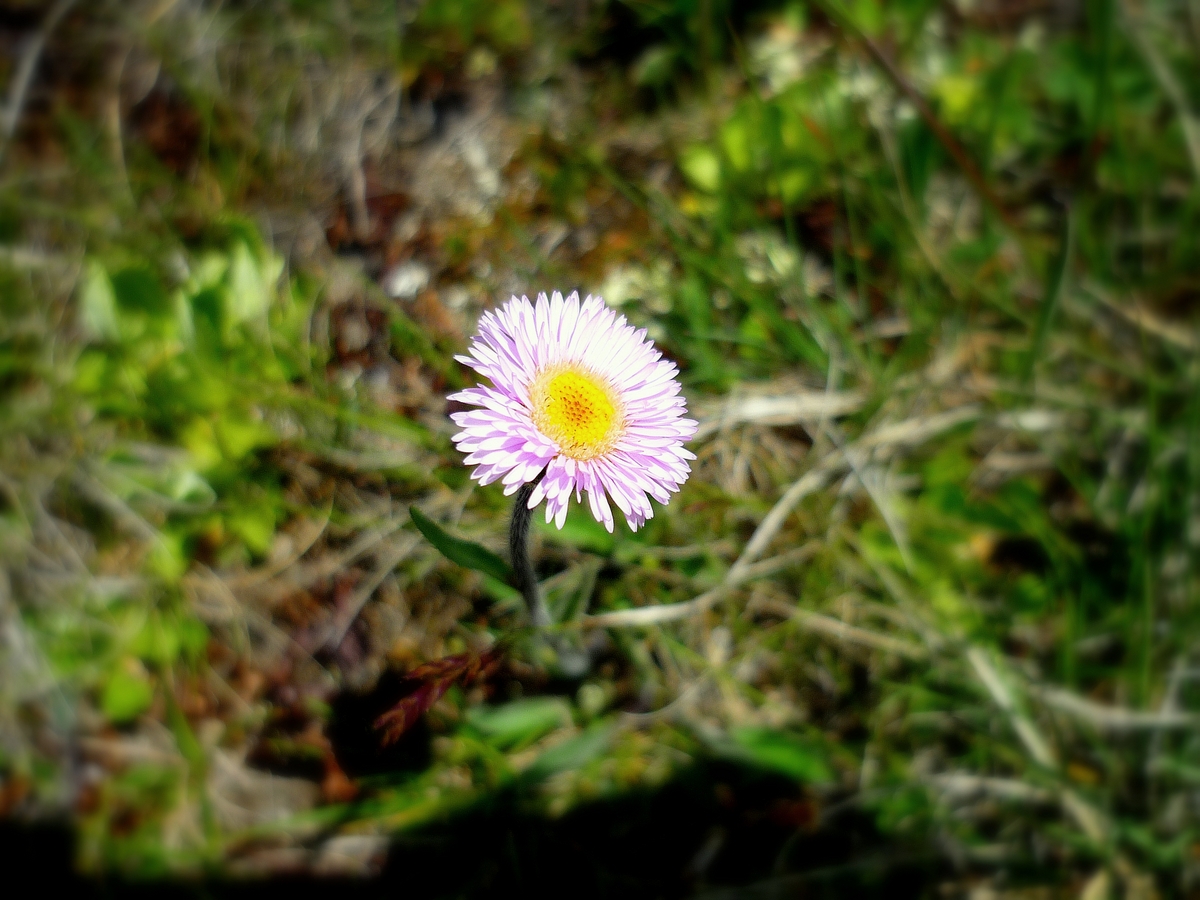 Vergerette à une fleur © French Moments