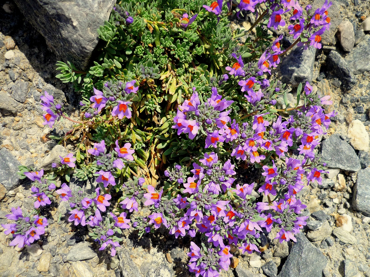 Flore des Alpes en Vanoise © French Moments