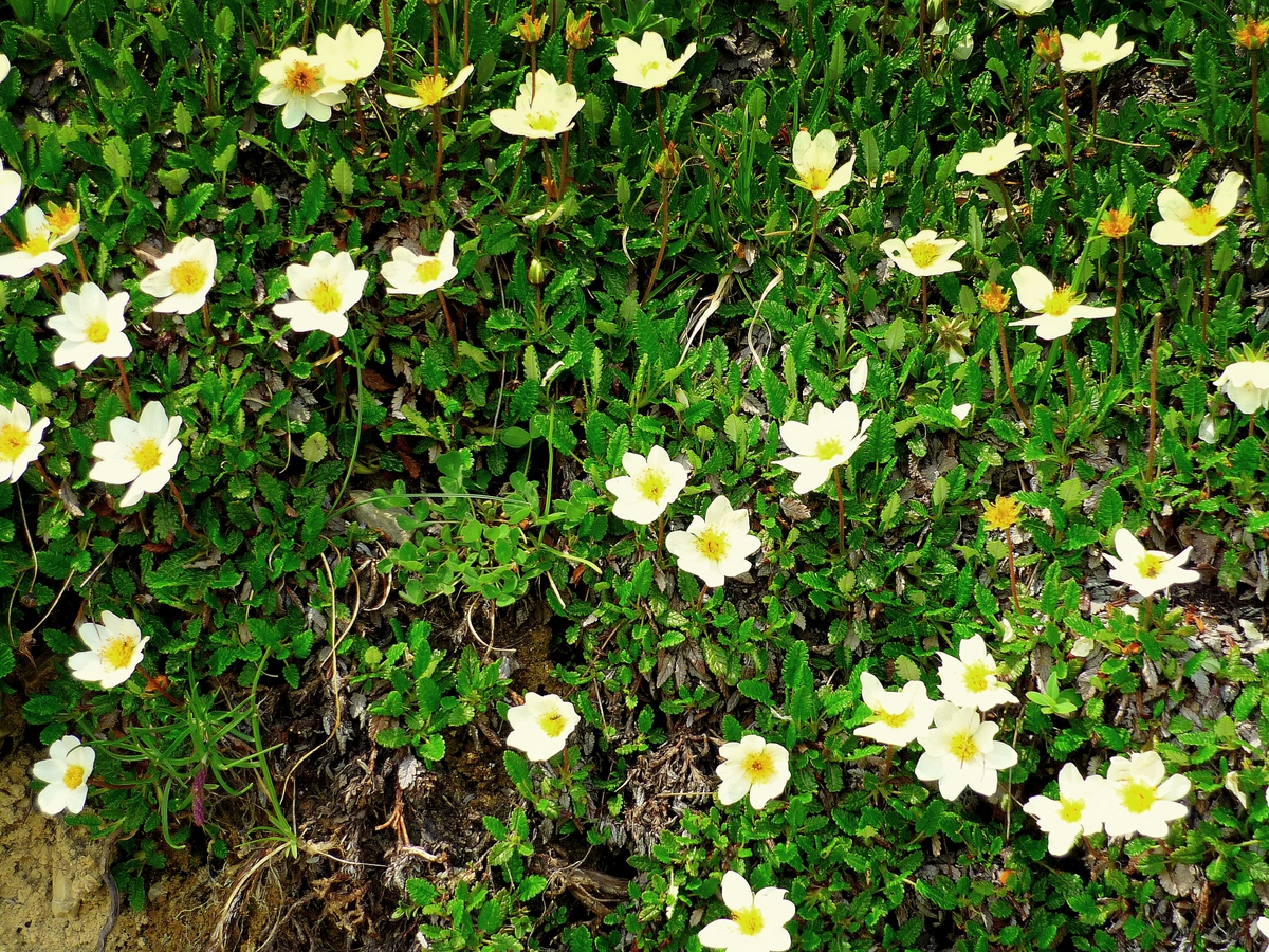 Flore des Alpes en Vanoise © French Moments