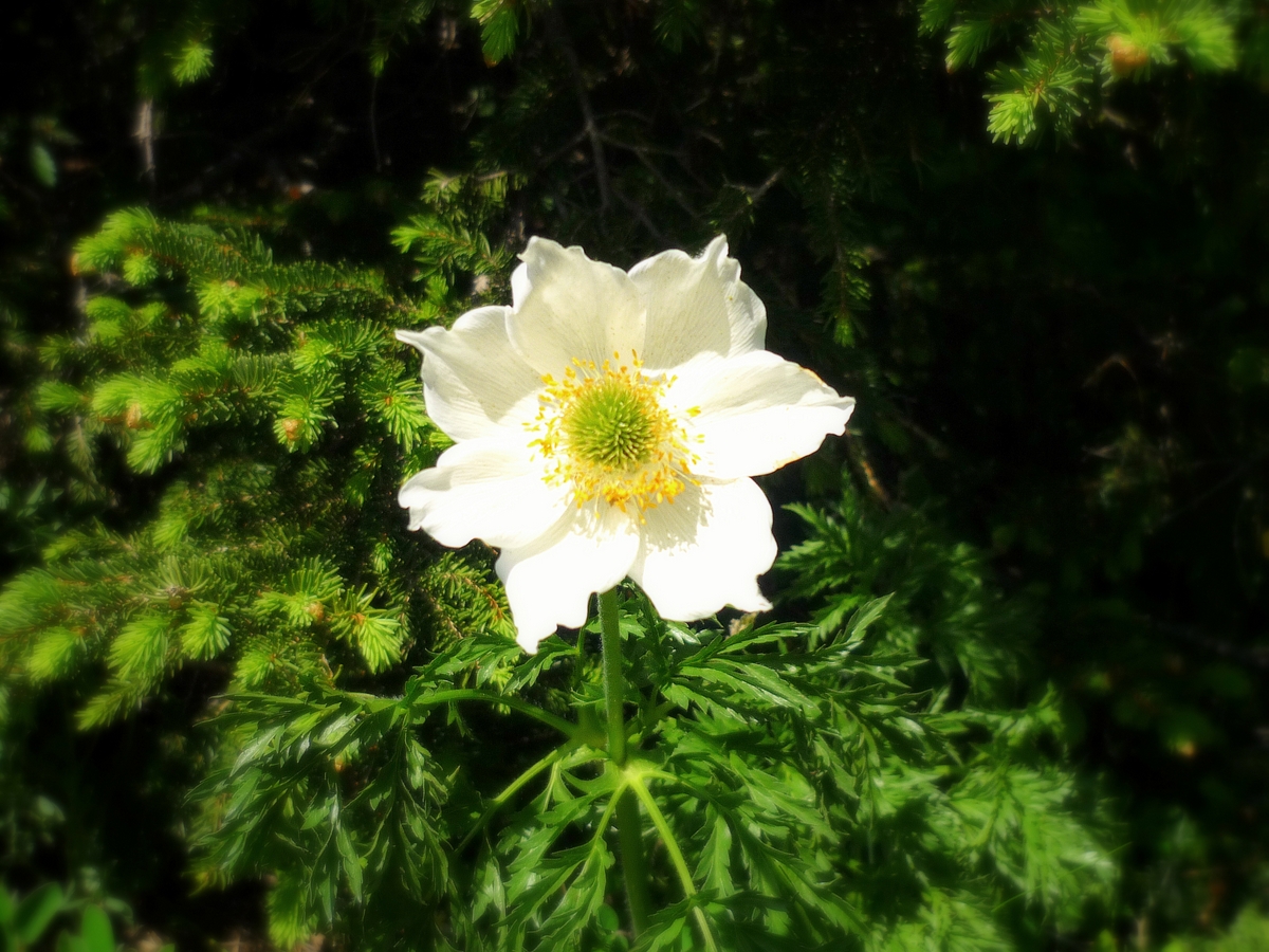 Flore des Alpes en Vanoise © French Moments