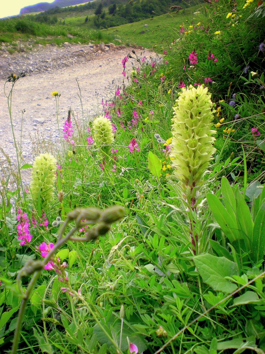 Flore des Alpes en Vanoise © French Moments