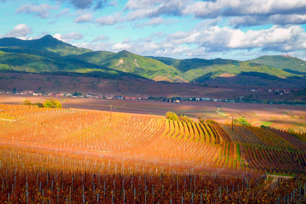 Automne-près-de-Sigolsheim-©-French-Moments Le vignoble alsacien en automne