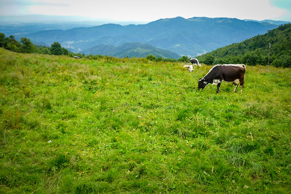 Col du Haag, Vosges © French Moments