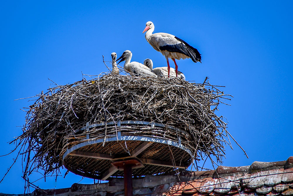 Cigogne blanche d'Alsace © French Moments