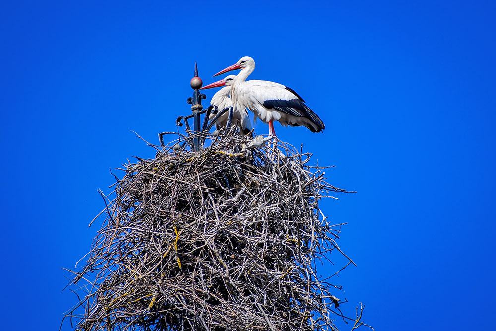 Cigogne blanche d'Alsace © French Moments